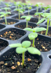 Seed starting 101 with Mollie- Saturday, March 8th 10-11:30am